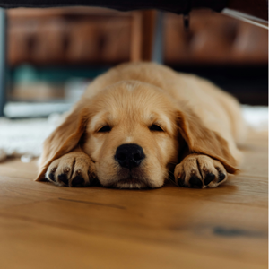 Photo d’un chiot golden retriever, de Florian Schindler, dormant paisiblement sur le parquet.