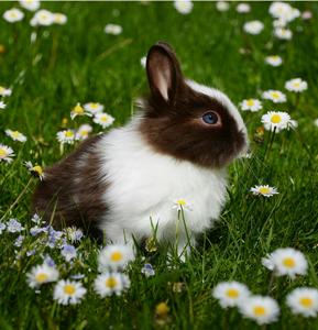Photo d’un lapin brun et blanc au milieu des paquerettes prise par Pixabay